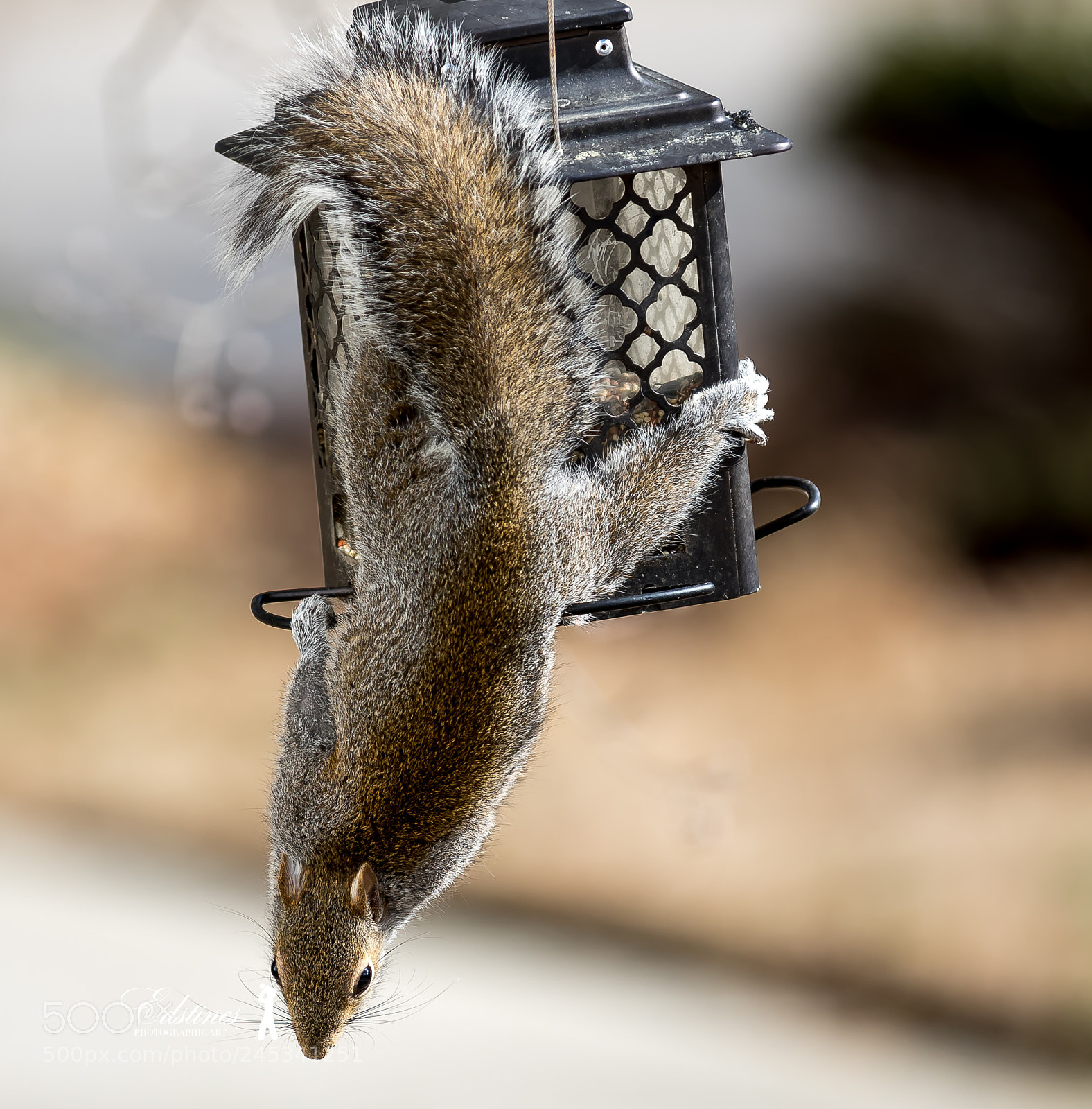 Canon EOS 7D Mark II sample photo. Andy squirrel stealing food photography