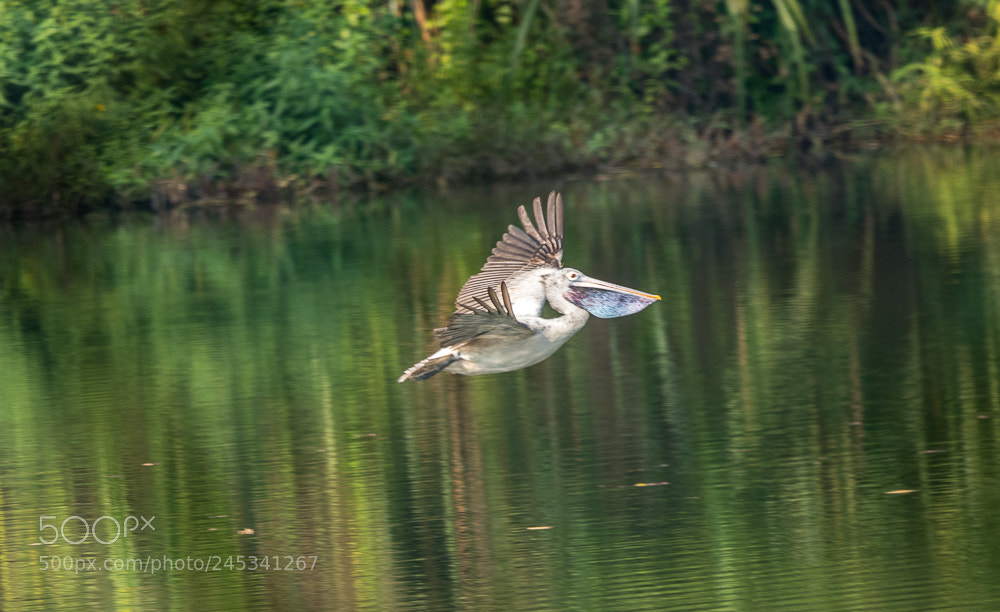 Nikon D500 sample photo. Pelican in flight photography