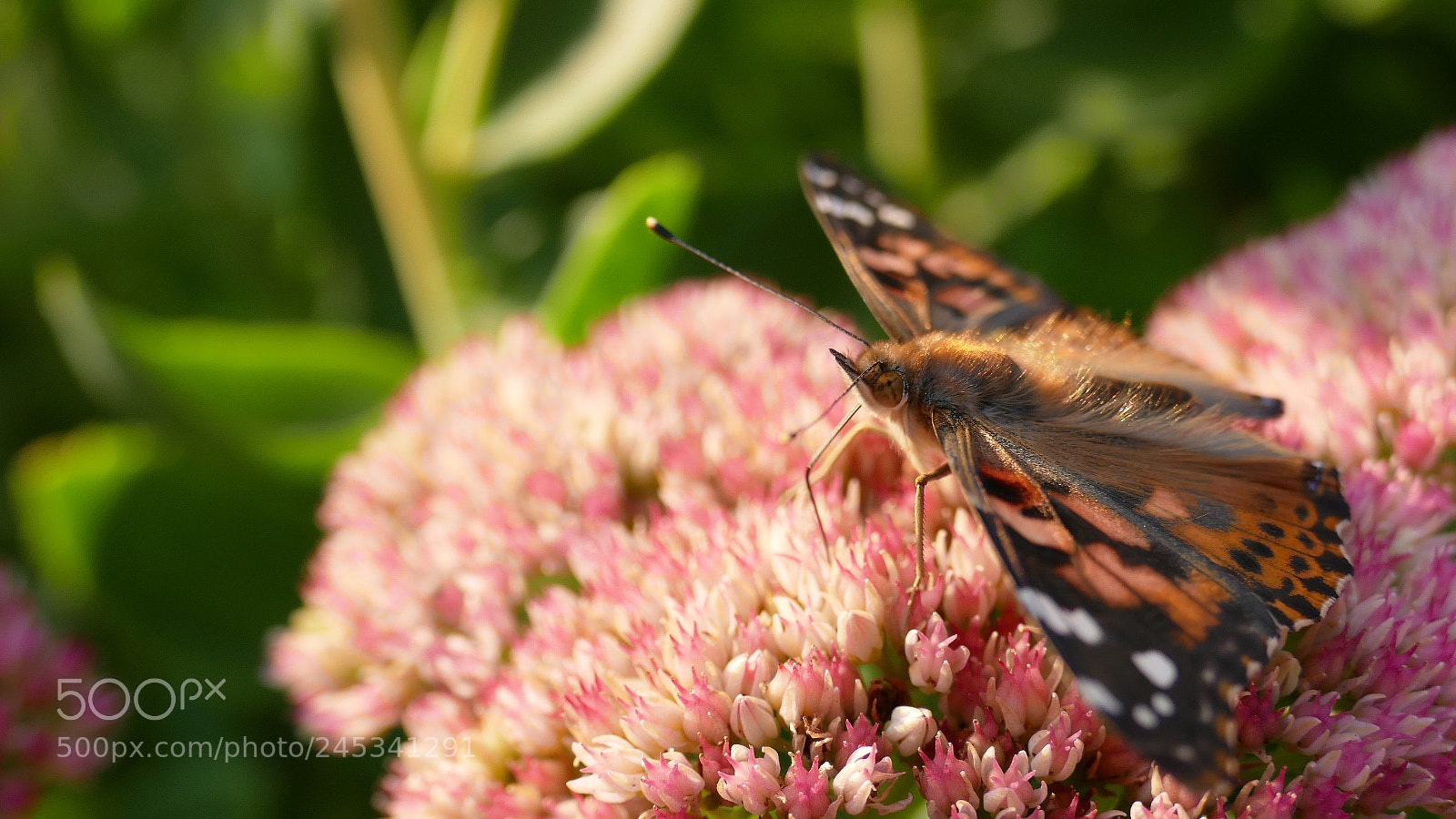 Panasonic Lumix DMC-FZ1000 sample photo. Viceroy butterfly photography
