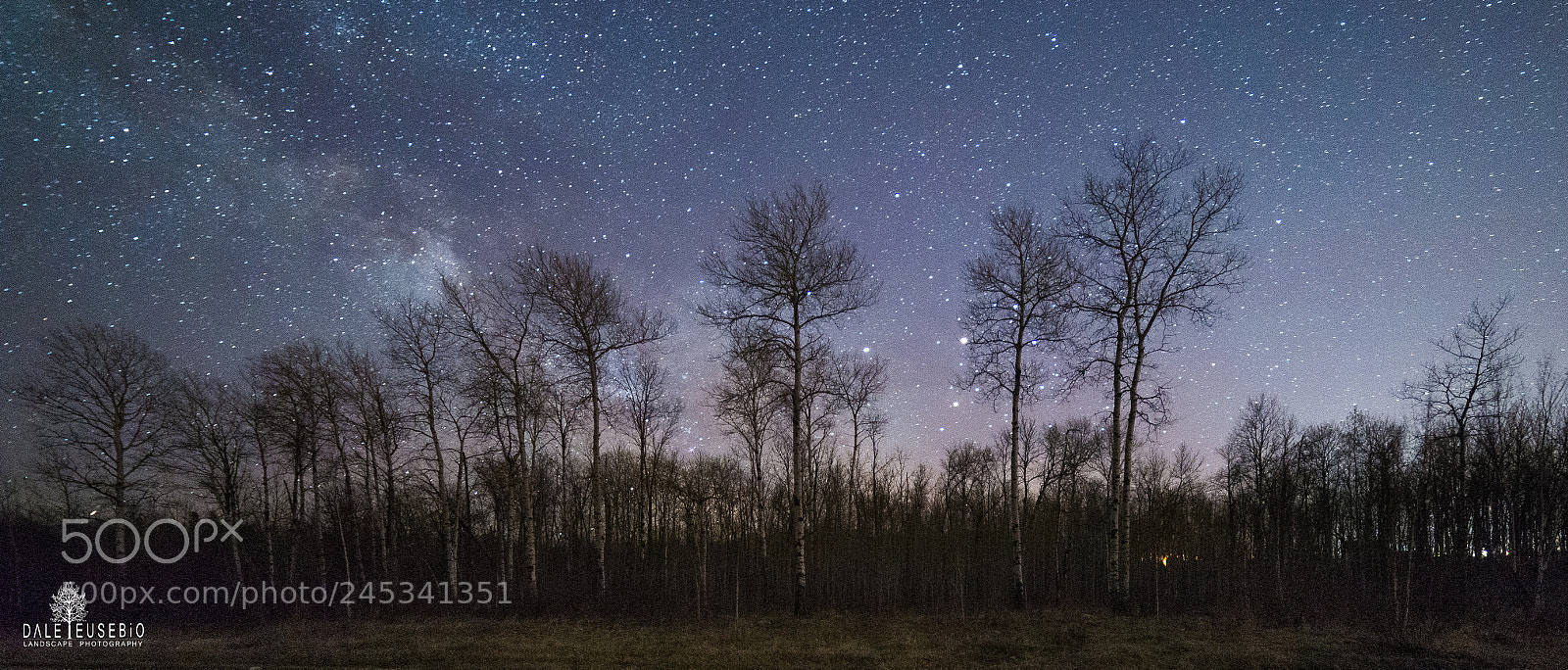Nikon D610 sample photo. Silver birch photography