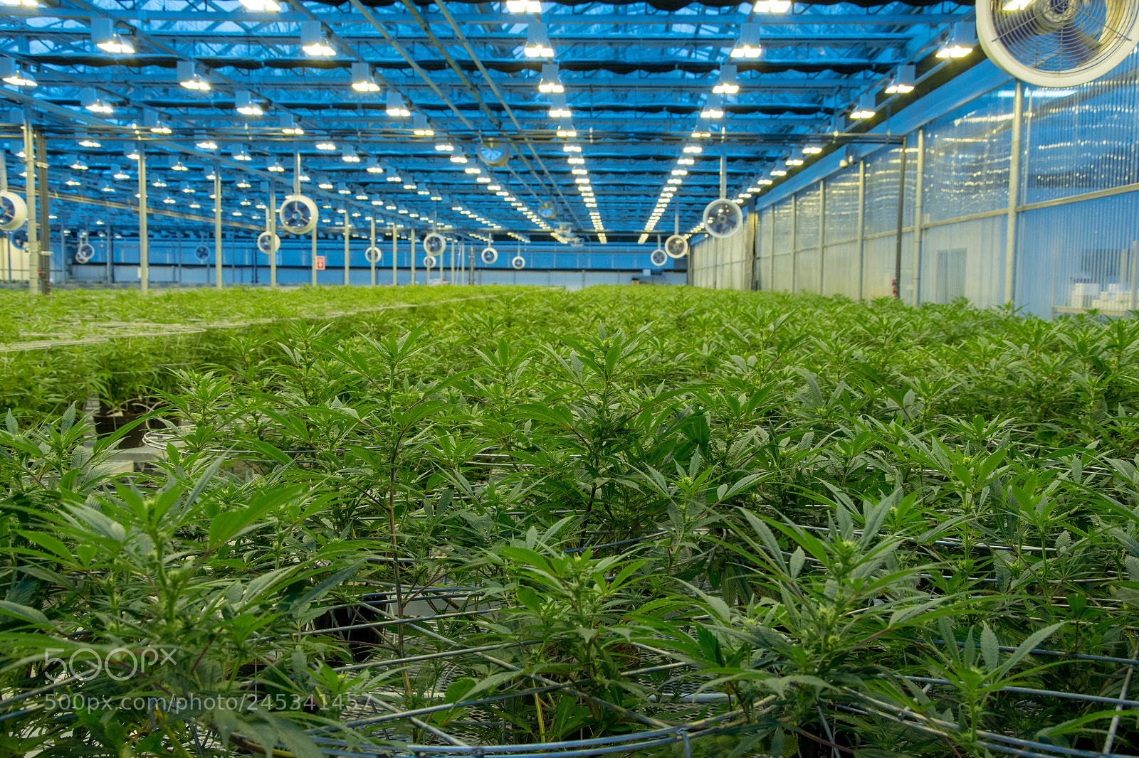 Nikon D7500 sample photo. Medical cannabis facility 2 photography
