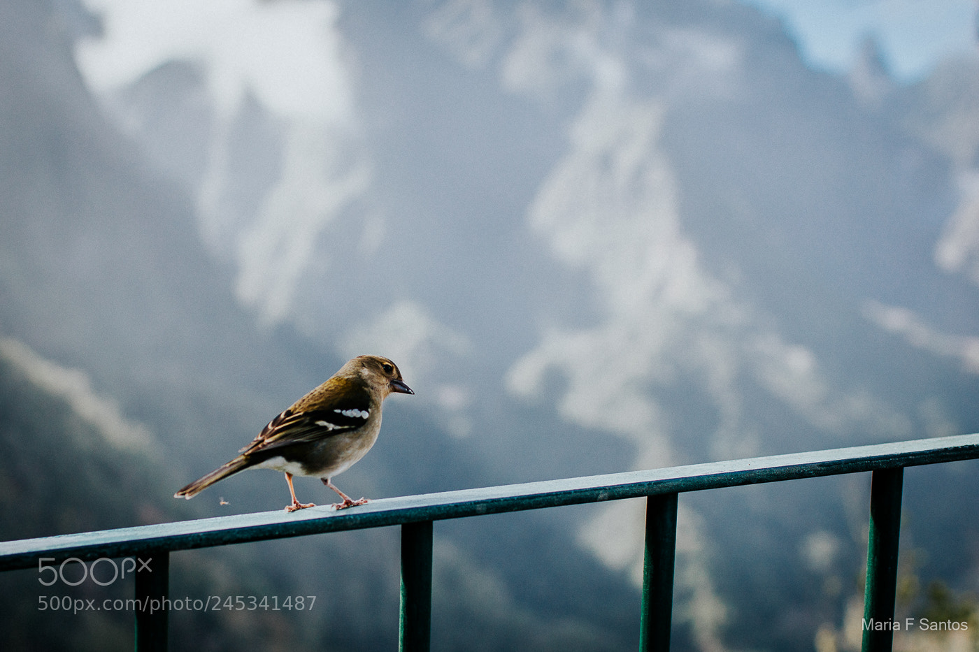 Canon EOS 5DS sample photo. The bird photography