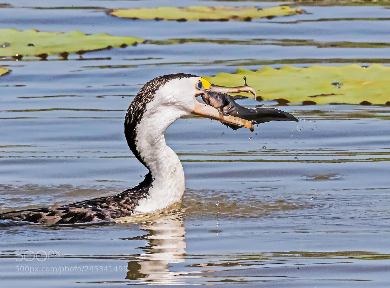 Nikon D5 sample photo. Catch for lunch photography