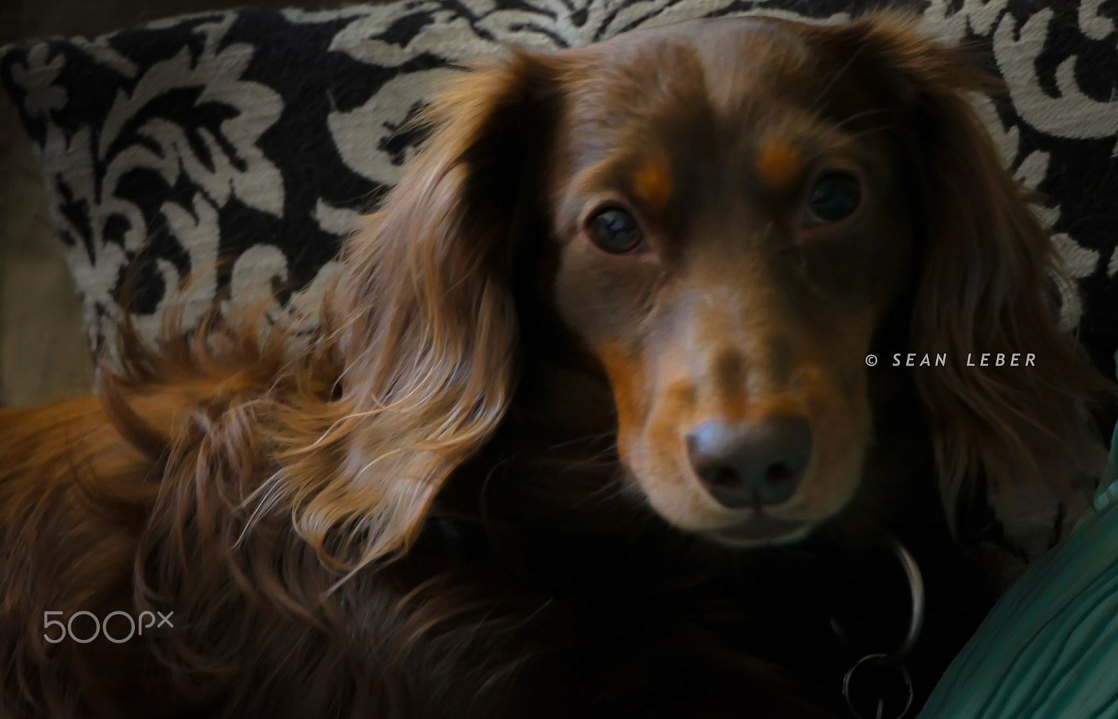 Panasonic Lumix DMC-FZ2500 (Lumix DMC-FZ2000) sample photo. My bff photography