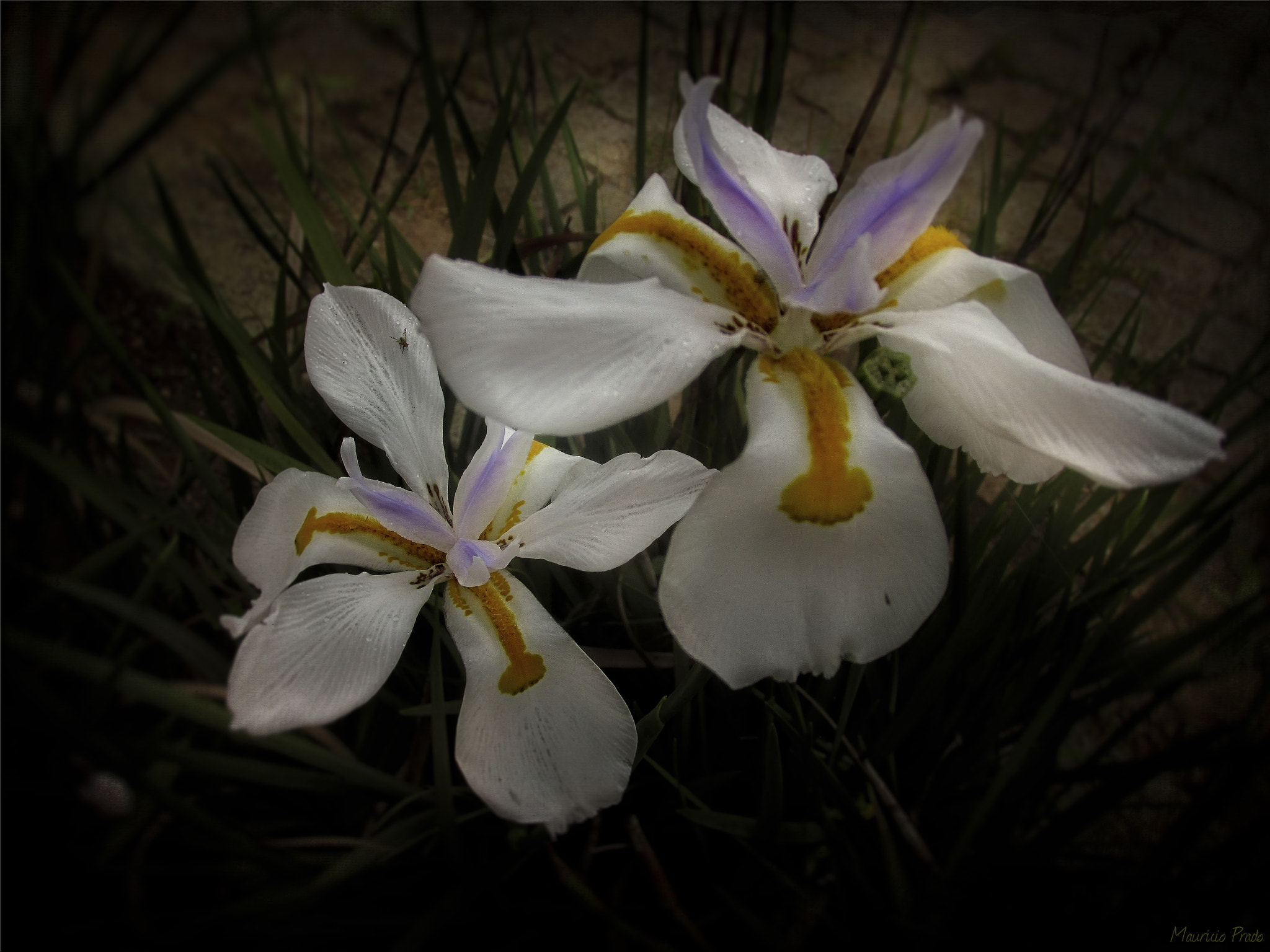 Canon PowerShot SX160 IS sample photo. Catch the breeze and the winter chills ... photography