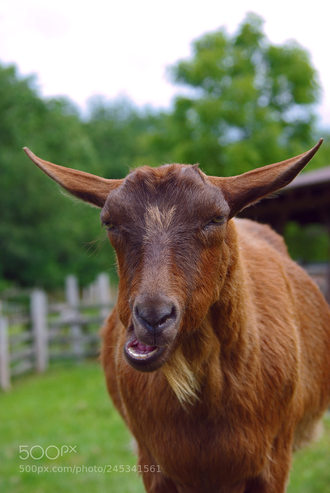 Pentax K200D sample photo. Talking goat photography