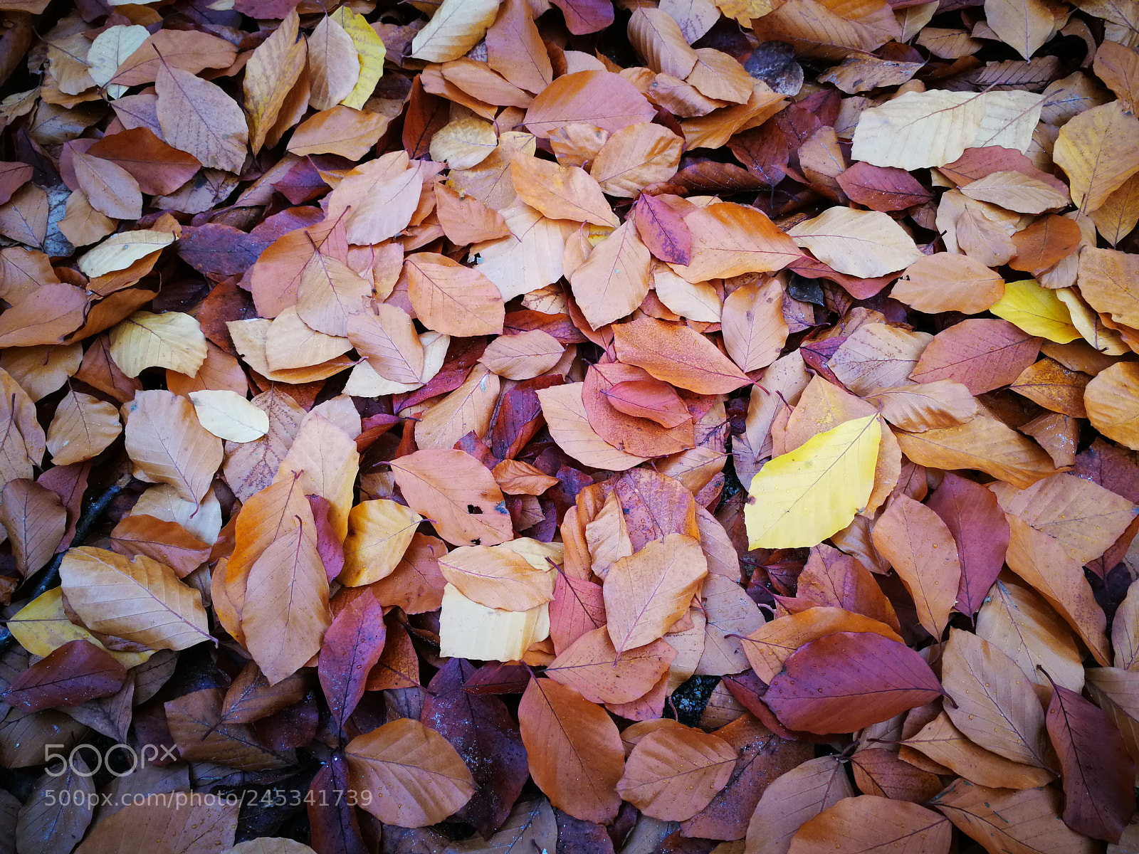 HUAWEI Mate 9 sample photo. Leafs photography