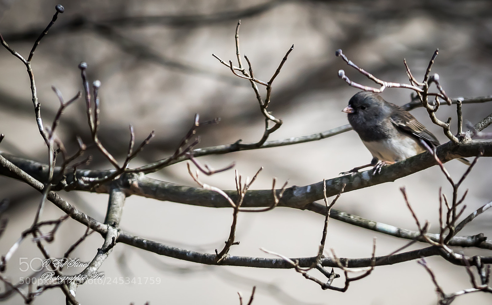 Canon EOS 7D Mark II sample photo. Dark-eyed junco photography
