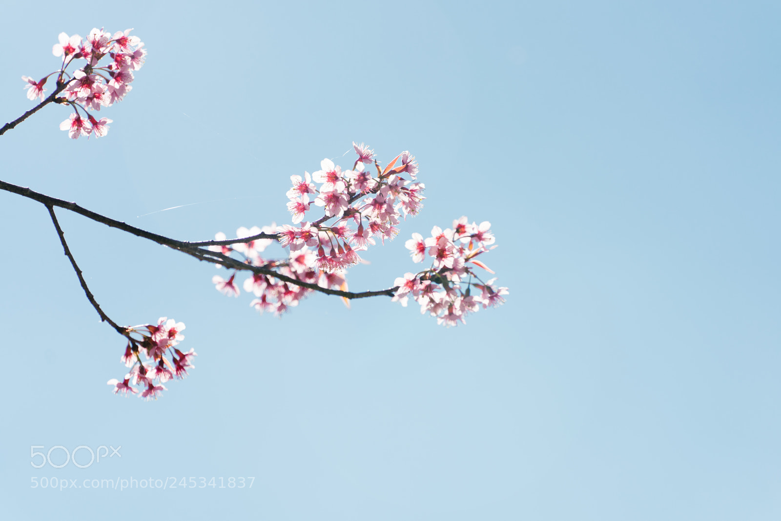 Sony a7 II sample photo. Branches of cherry blossom photography