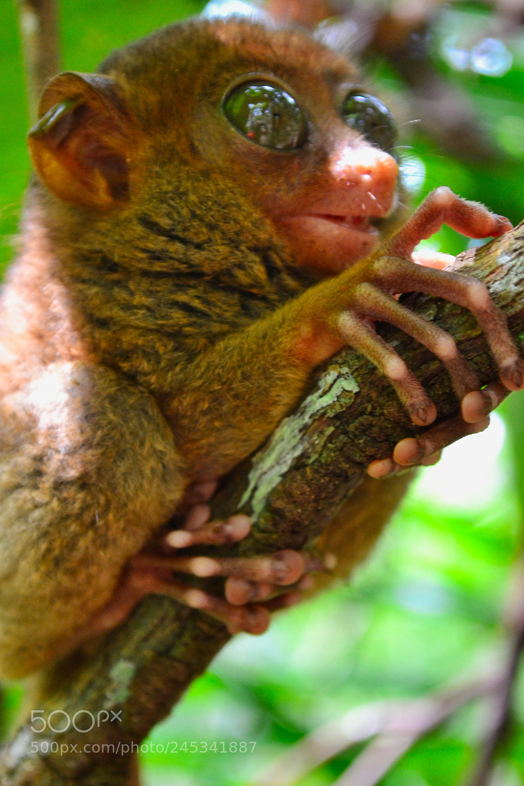 Nikon D3100 sample photo. Philippine tarsier photography