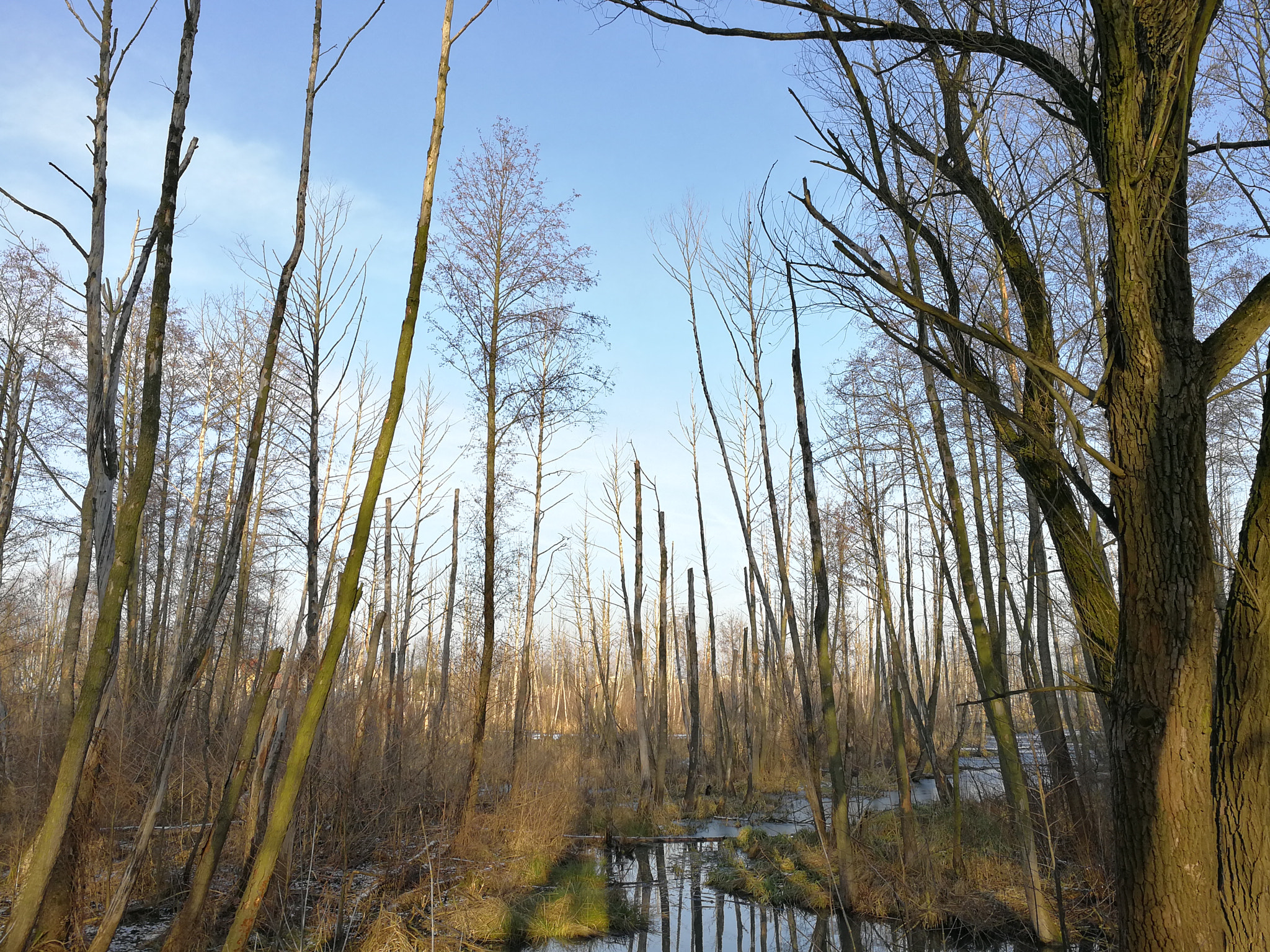 HUAWEI Mate 9 Pro sample photo. Swamp photography