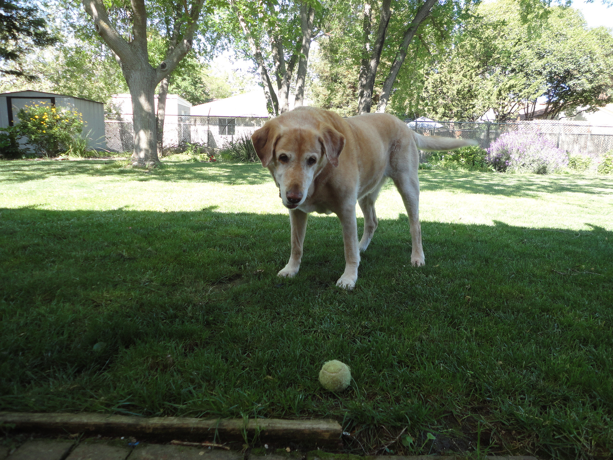 Sony Cyber-shot DSC-W560 sample photo. Yellow lab boy photography