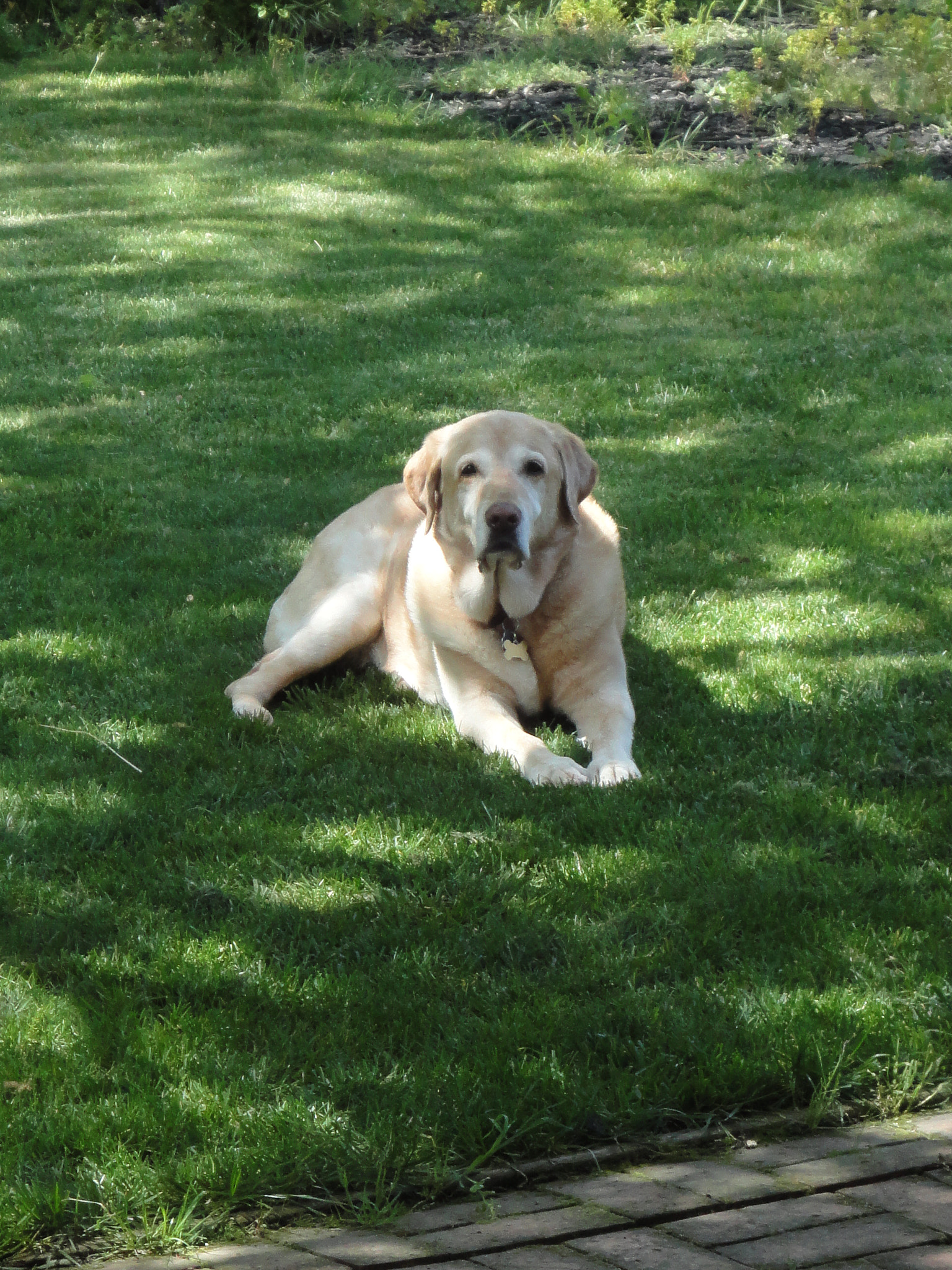 Sony Cyber-shot DSC-W560 sample photo. Yellow lab boy photography