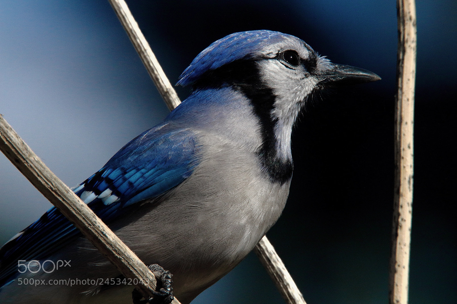 Canon EOS 650D (EOS Rebel T4i / EOS Kiss X6i) sample photo. Blue jay photography