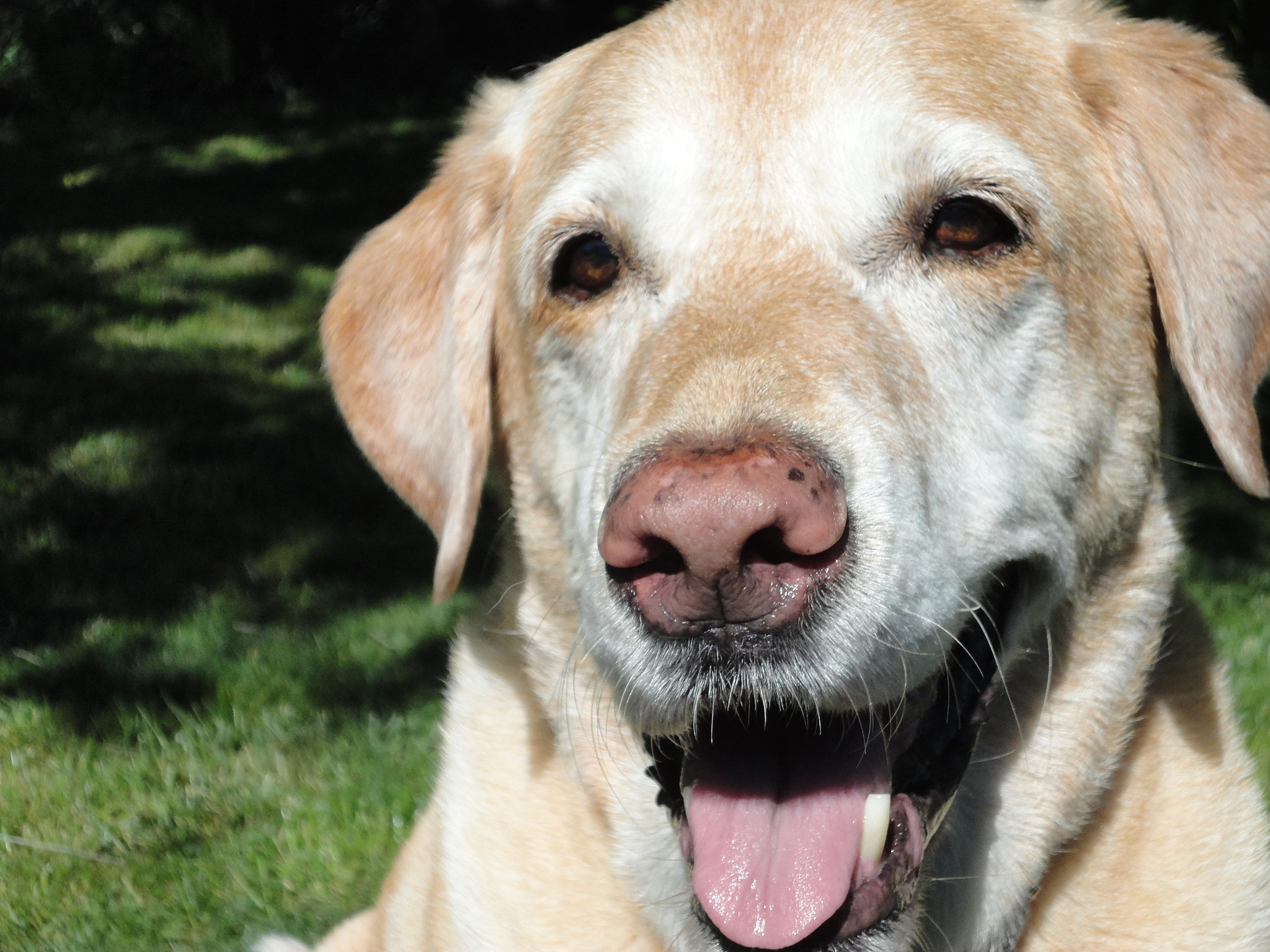 Sony Cyber-shot DSC-W560 sample photo. Yellow lab boy photography