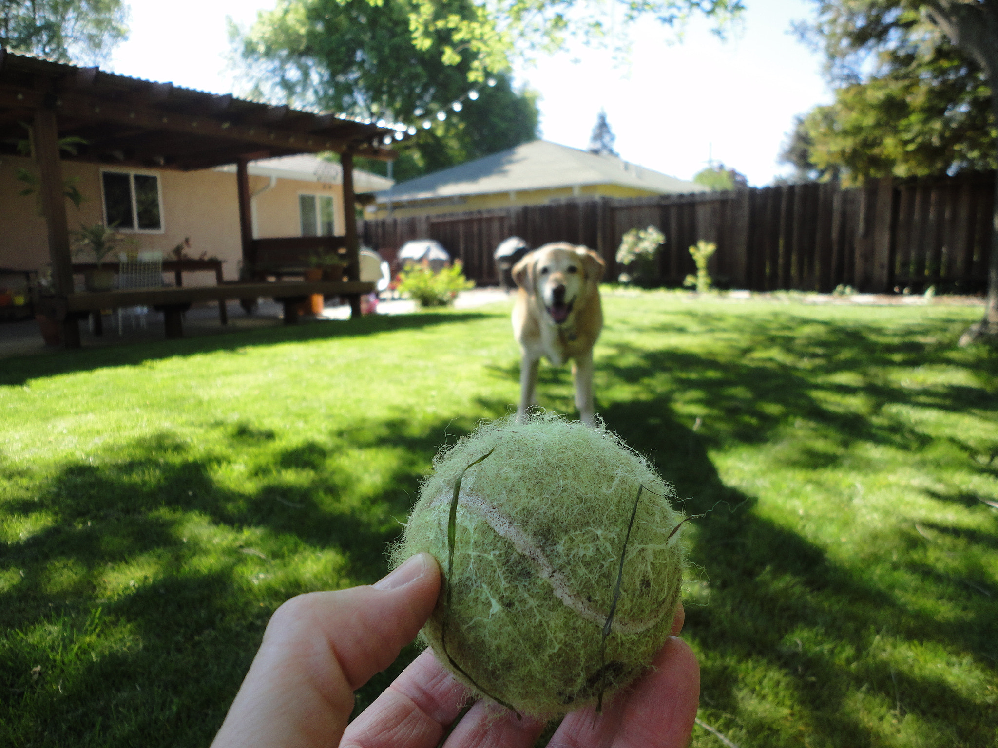 Sony Cyber-shot DSC-W560 sample photo. Yellow lab boy photography