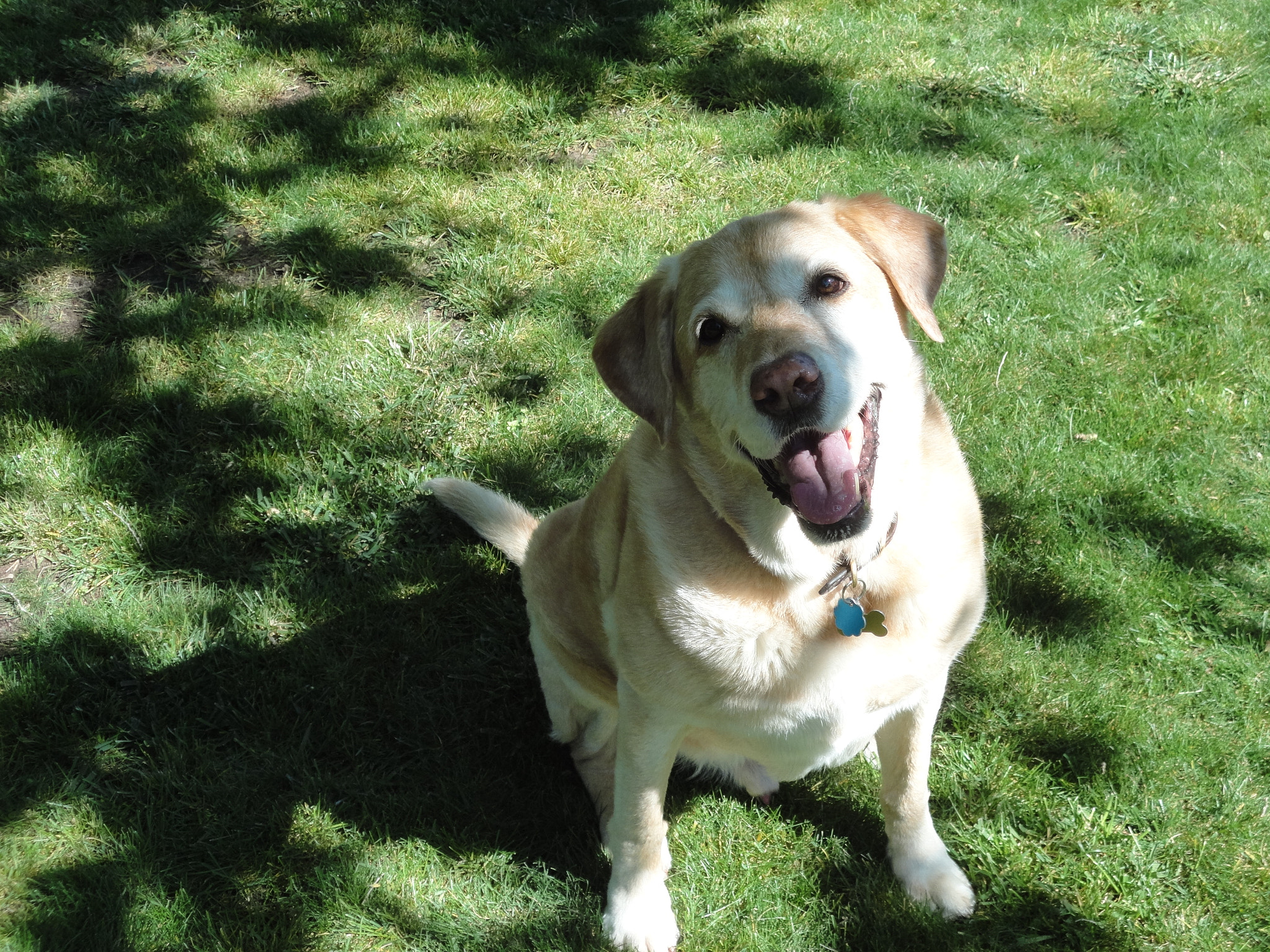 Sony Cyber-shot DSC-W560 sample photo. Yellow lab boy photography
