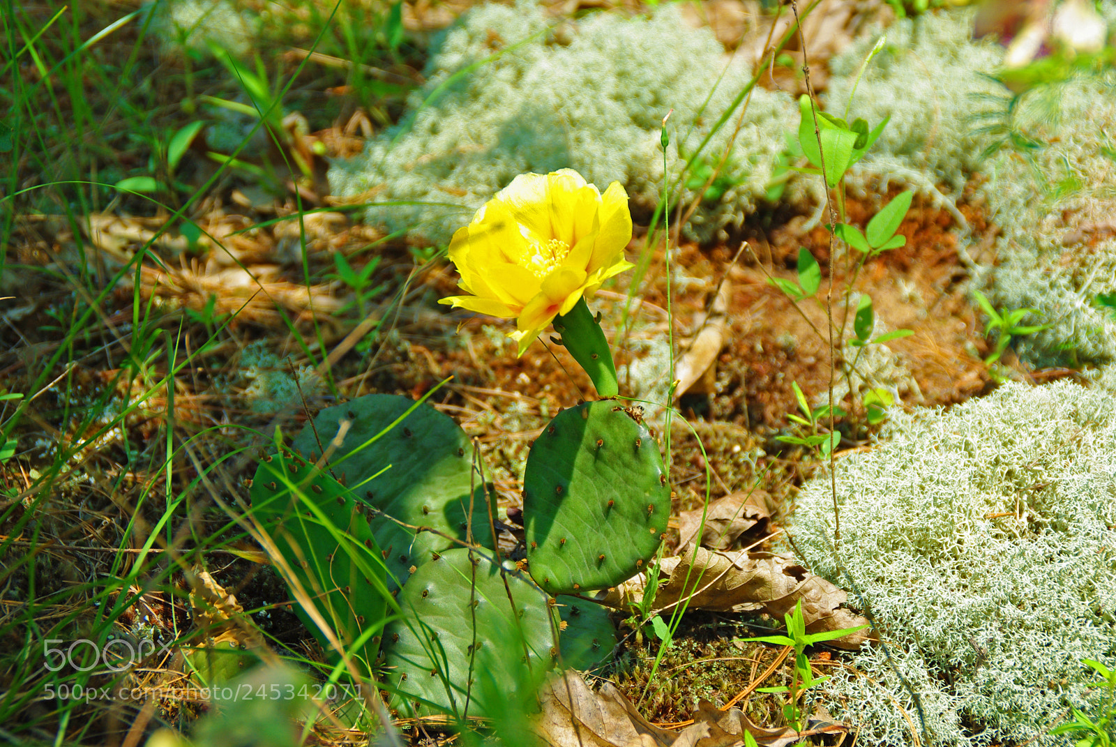 Pentax K200D sample photo. Yellow cactus flower photography