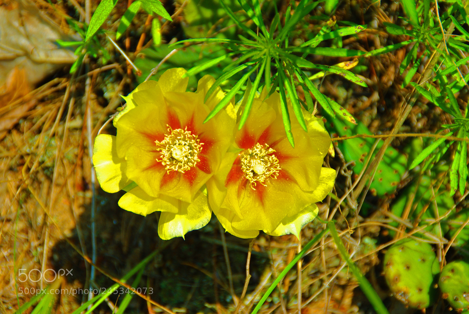 Pentax K200D sample photo. Yellow cactus flower photography