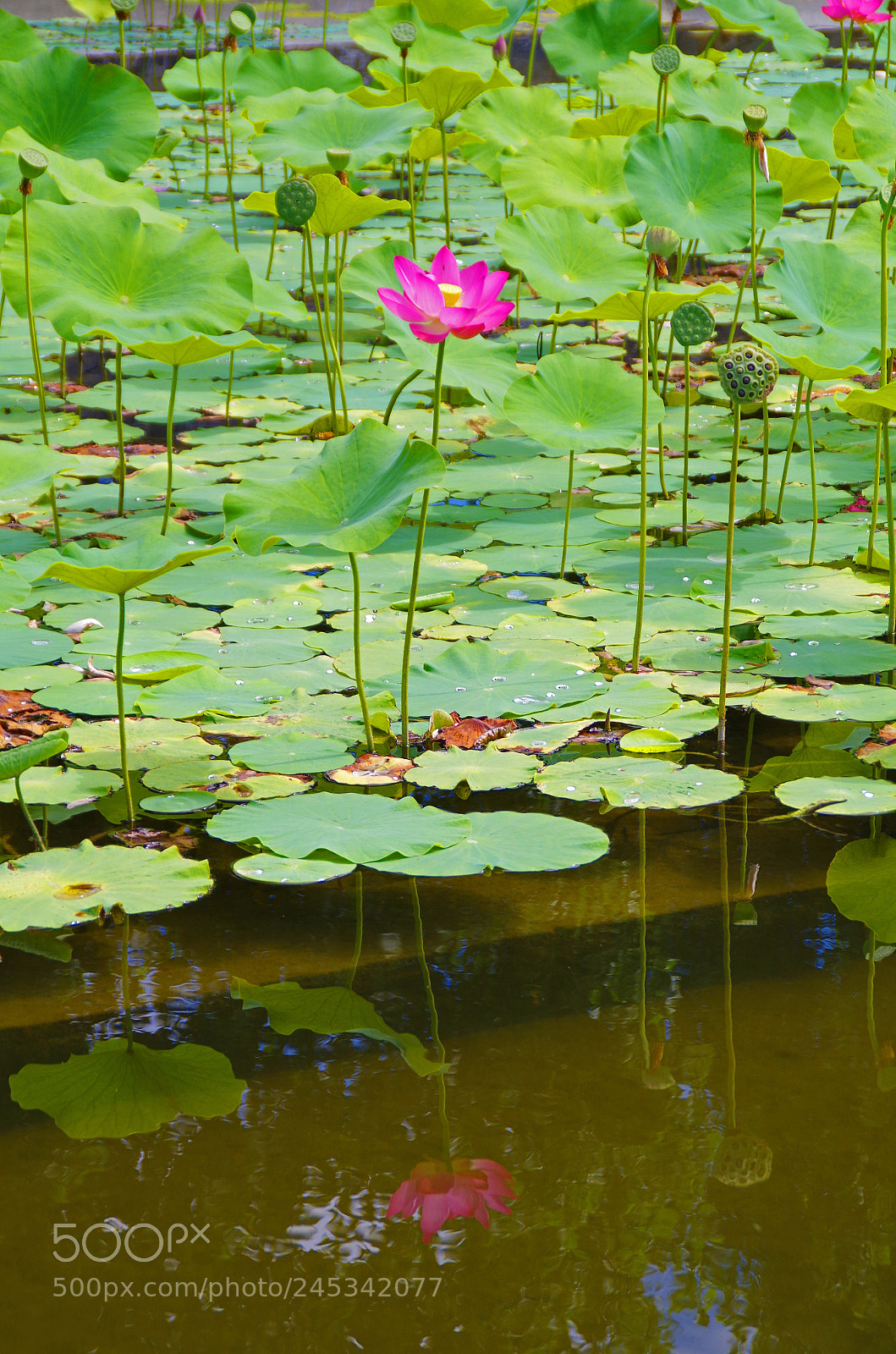Pentax K-50 sample photo. Standing tall photography