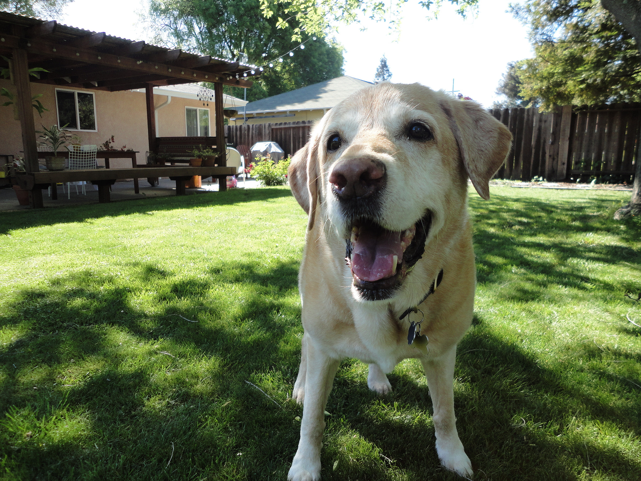 Sony Cyber-shot DSC-W560 sample photo. Yellow lab boy photography