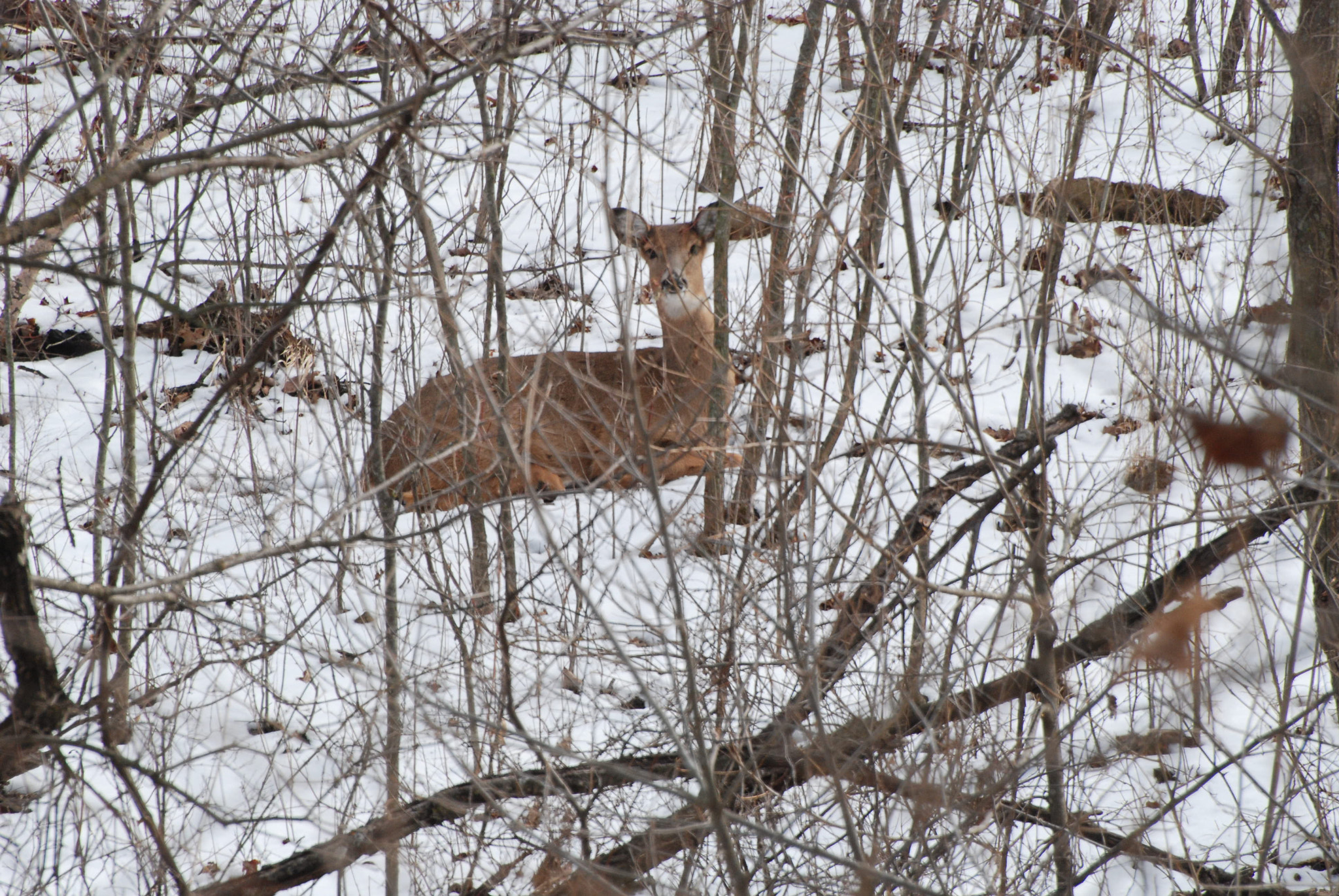 Nikon D80 sample photo. Bedded photography