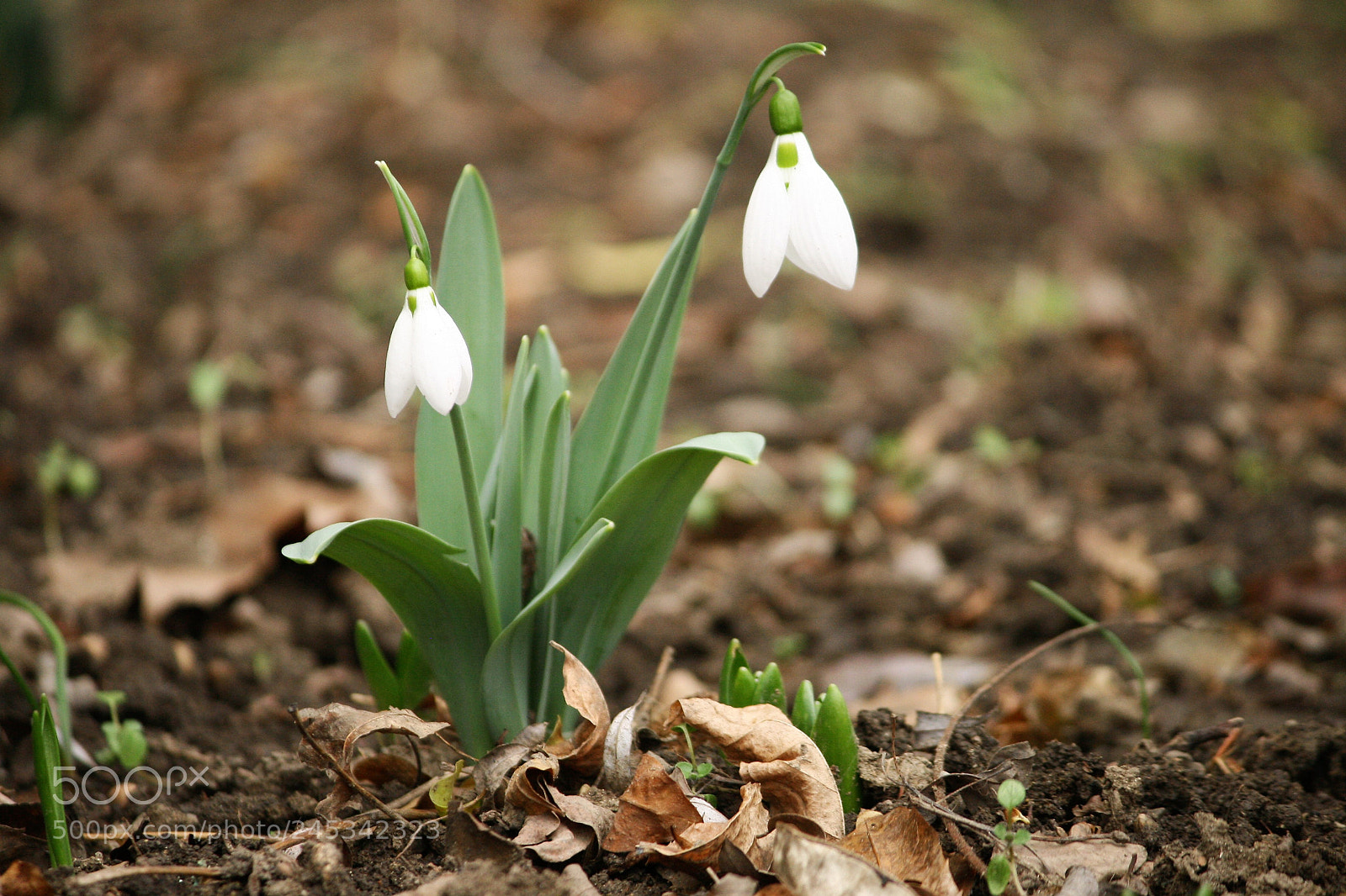 Canon EOS 400D (EOS Digital Rebel XTi / EOS Kiss Digital X) sample photo. Snowdrop flower photography