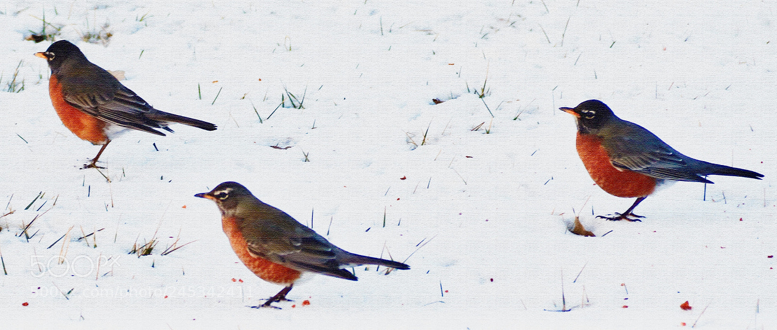 Canon EOS 7D Mark II sample photo. Waiting  for   spring photography