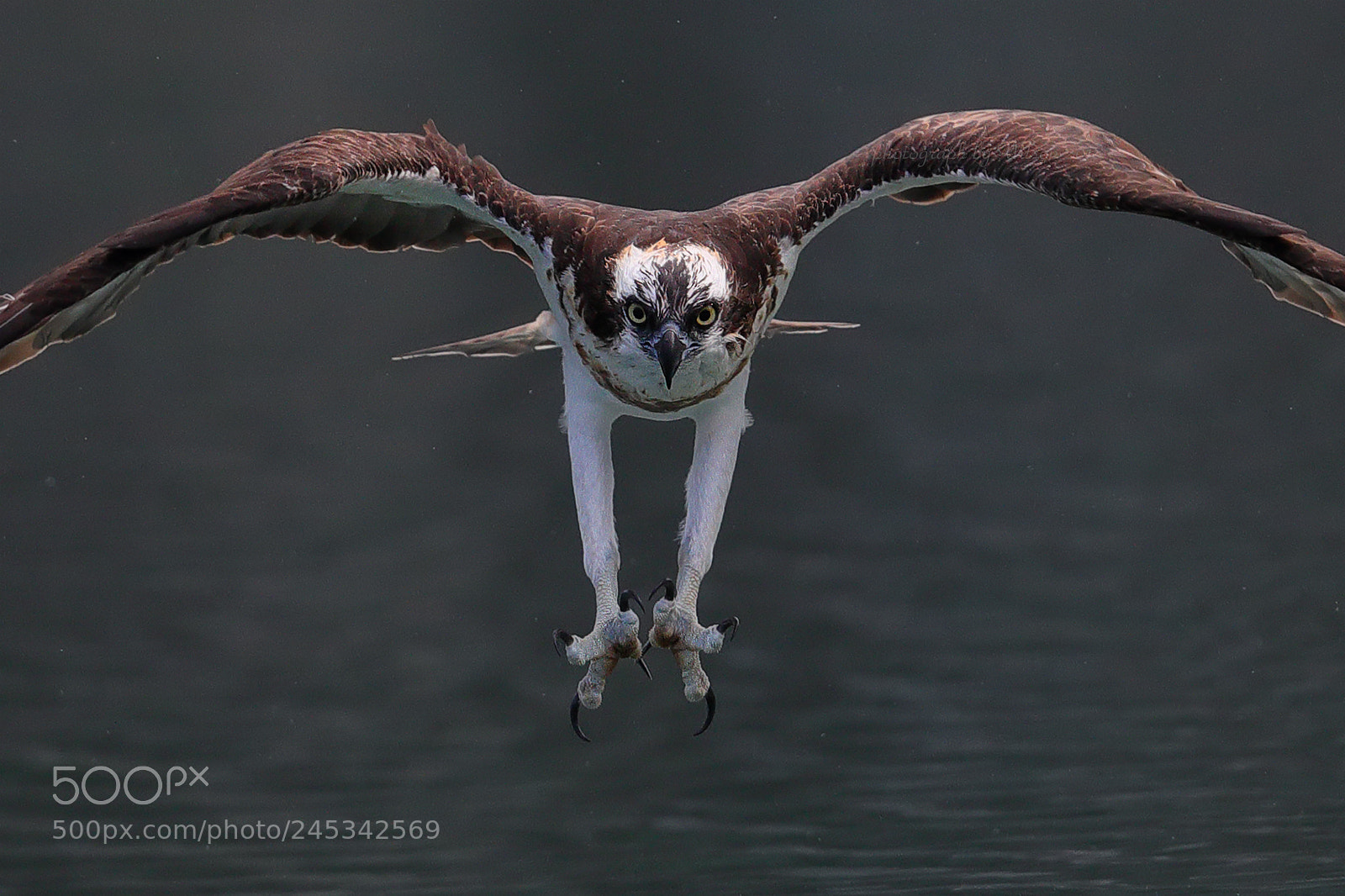Canon EOS-1D X Mark II sample photo. Osprey photography