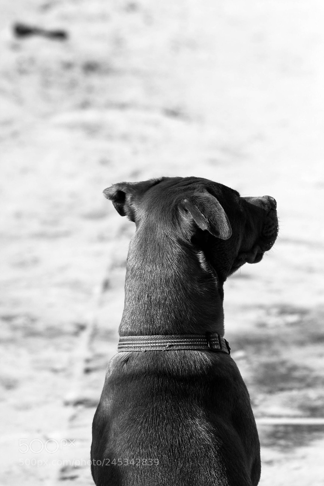 Canon EOS 60D sample photo. B photography