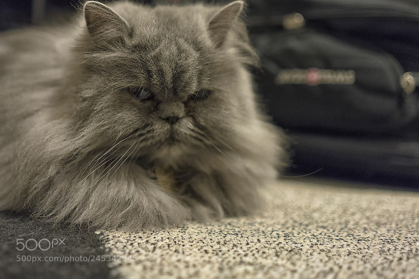 Sony a7R II sample photo. Meow photography