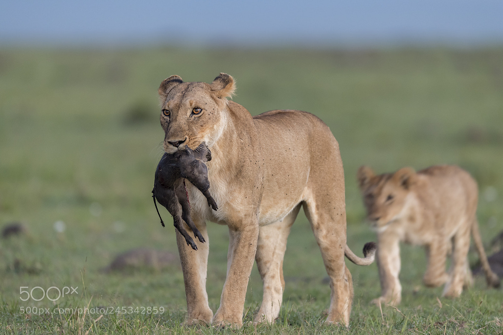 Nikon D5 sample photo. Lioness with warthog cub photography