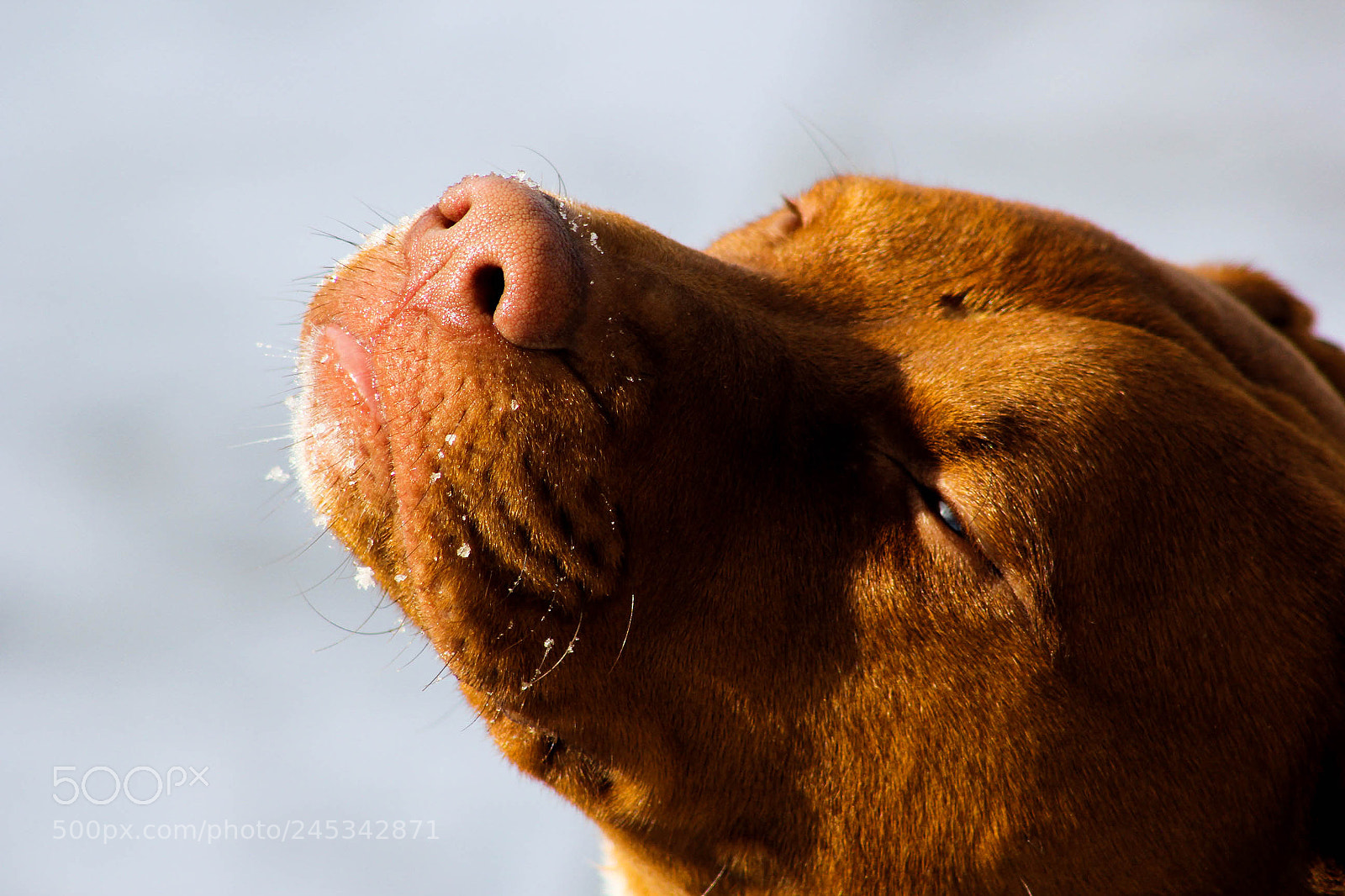 Canon EOS 60D sample photo. B photography