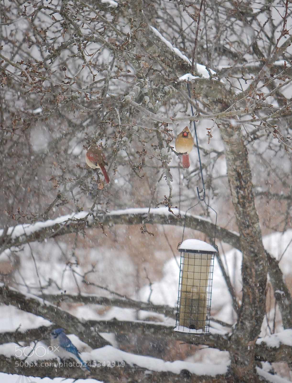 Nikon D40 sample photo. Winter beauties photography