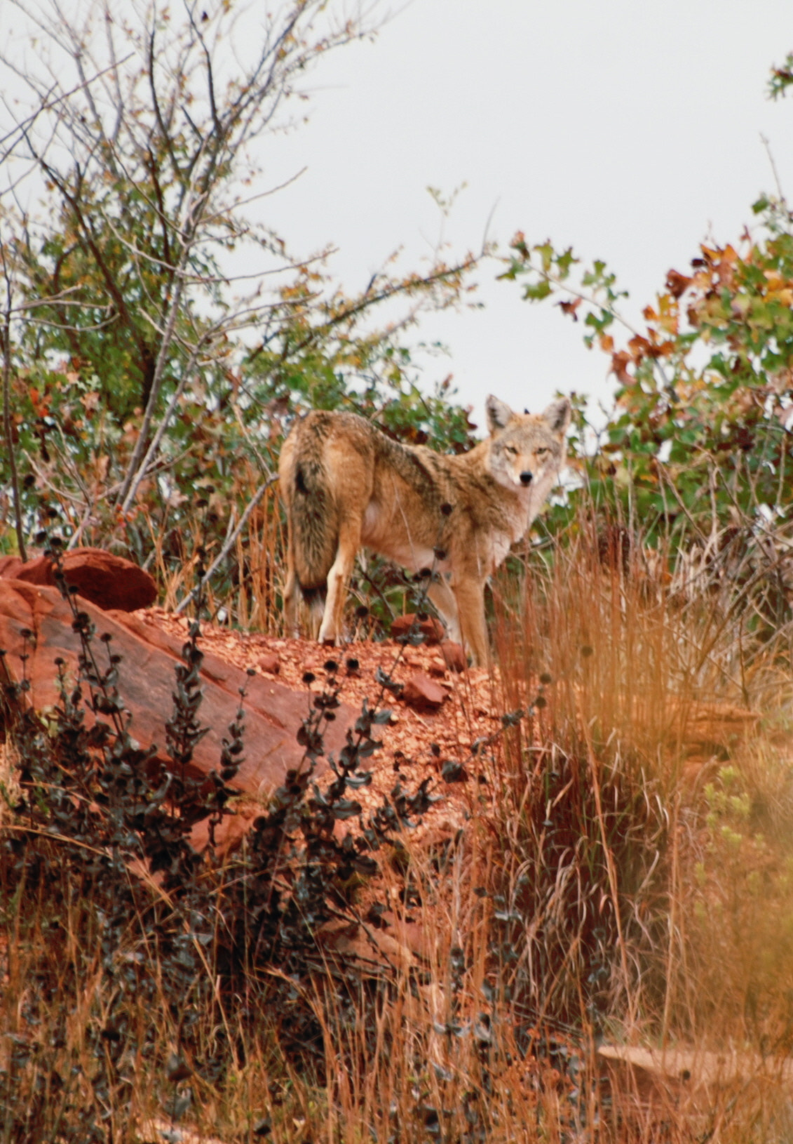 Nikon D80 sample photo. Oklahoma coyote photography