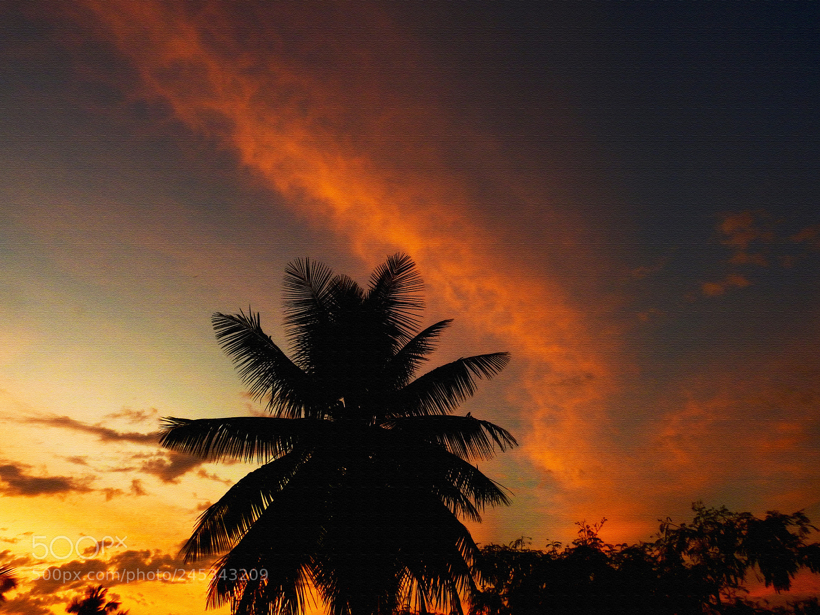 Nikon Coolpix P900 sample photo. Evening glory photography