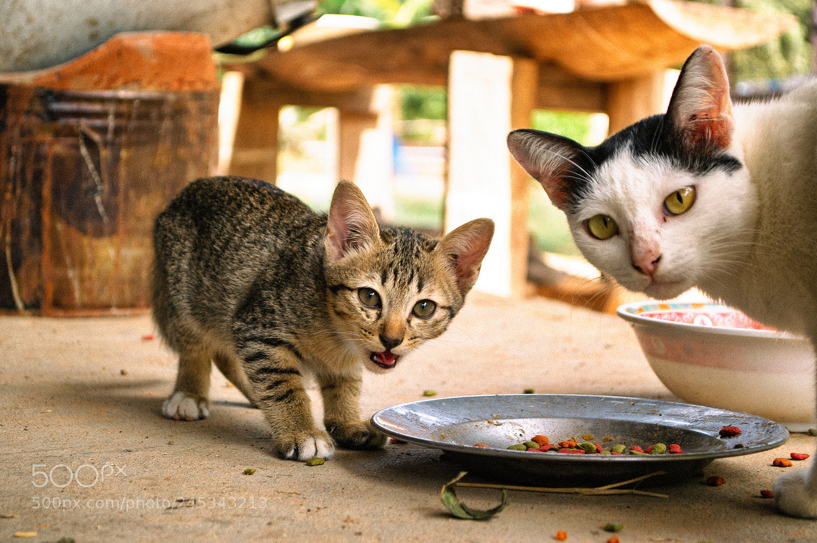 Nikon D70 sample photo. Cute cat photography
