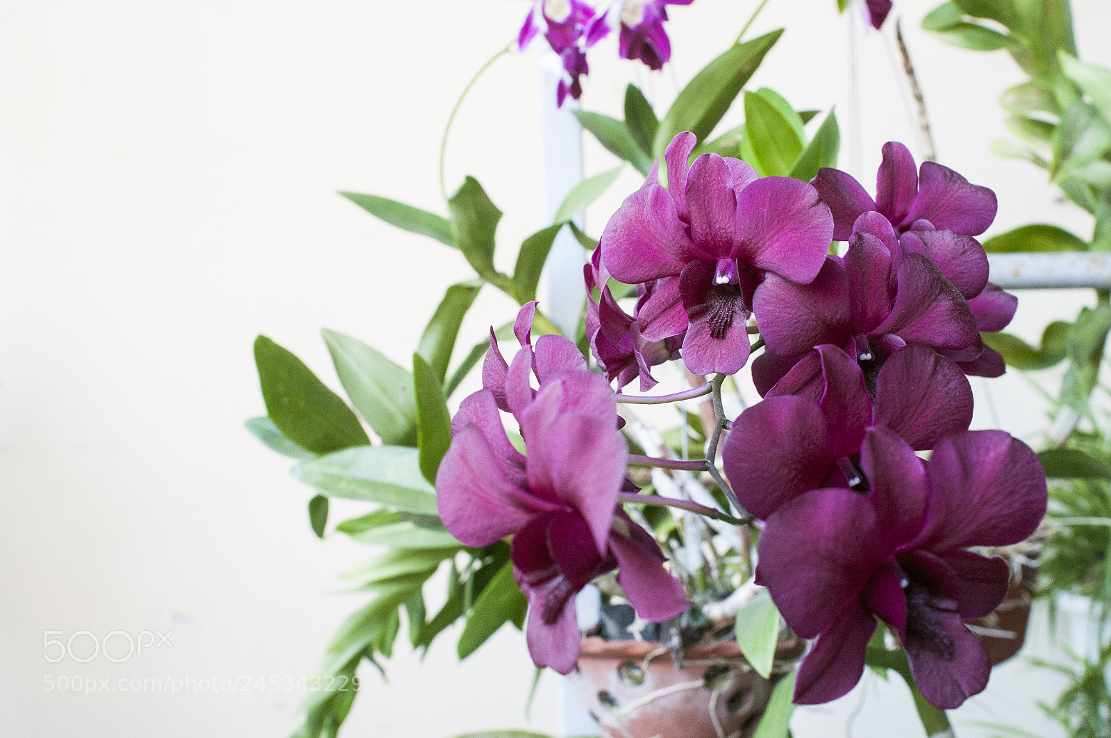 Nikon D300S sample photo. Orchid photography