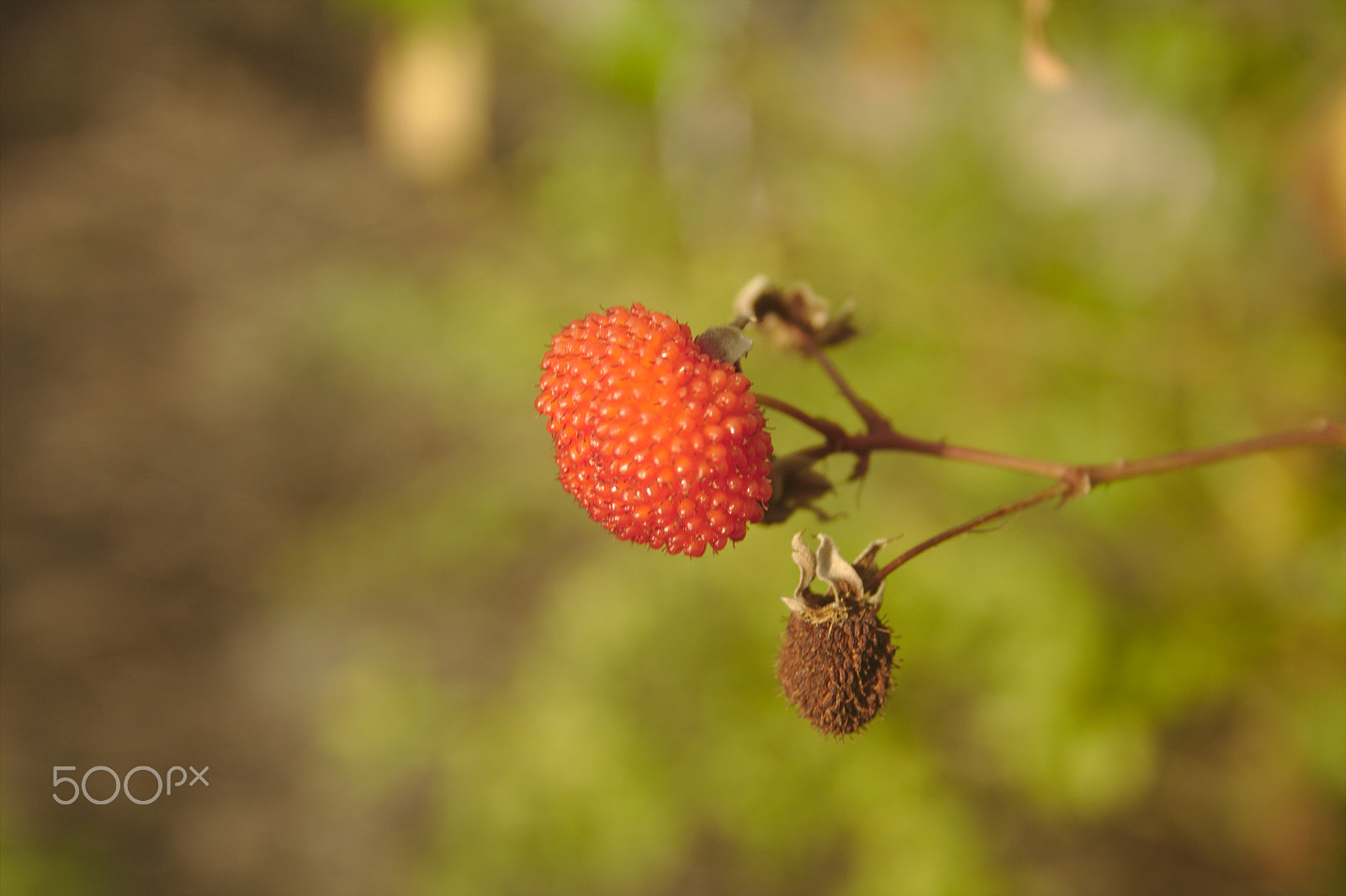 Canon EF-S 18-55mm F3.5-5.6 II sample photo. Mora photography