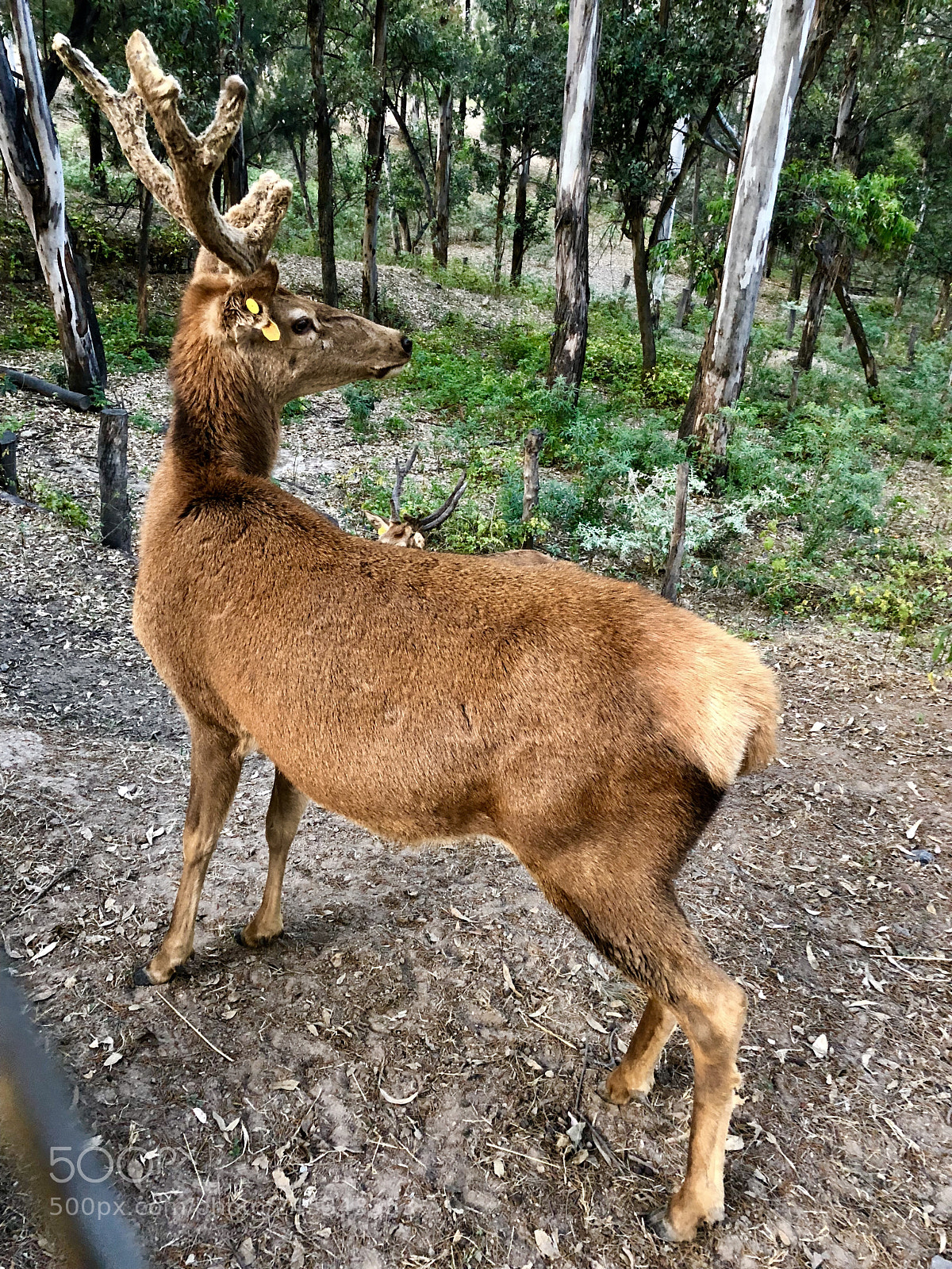 Apple iPhone X sample photo. My deer  photography