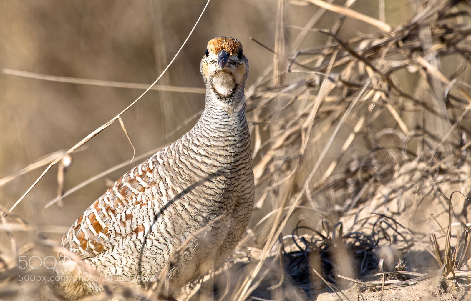 Nikon D850 sample photo. Partridge portrait photography