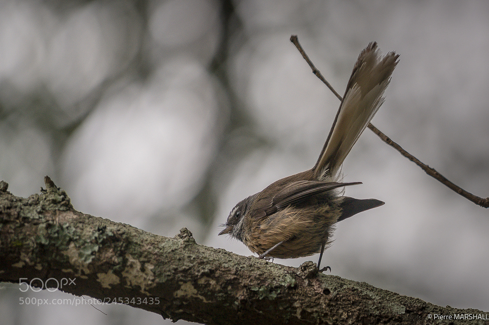 Nikon D850 sample photo. New zealand fantail photography