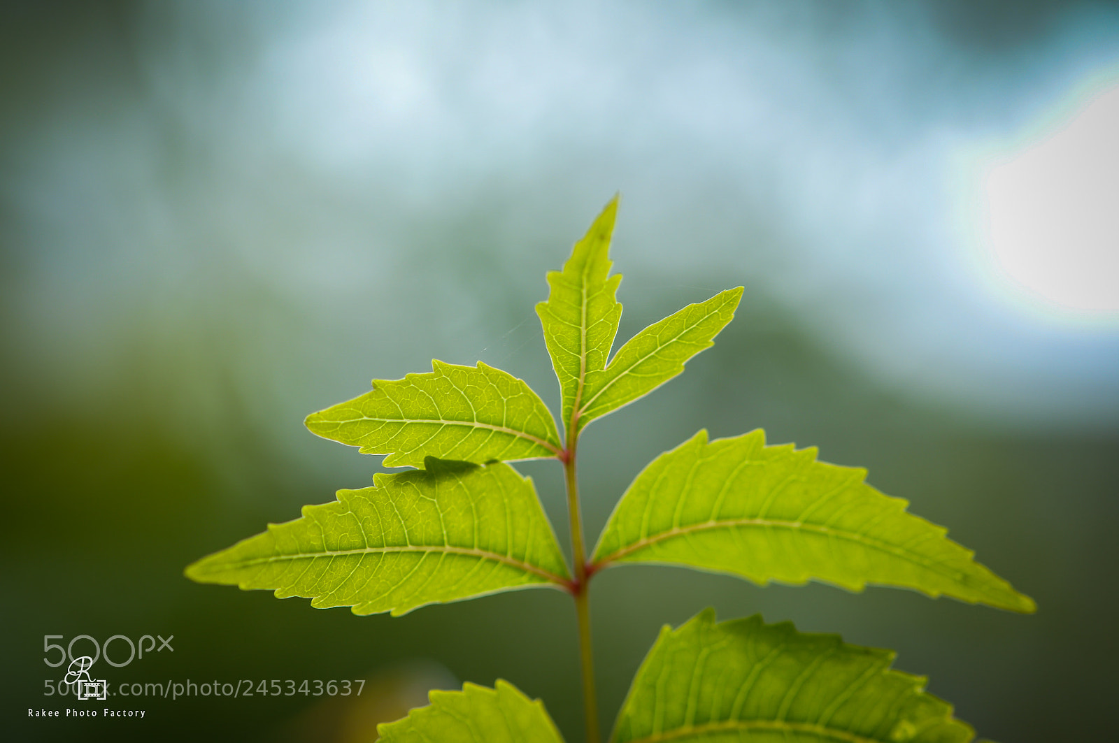 Nikon D90 sample photo. Neem photography