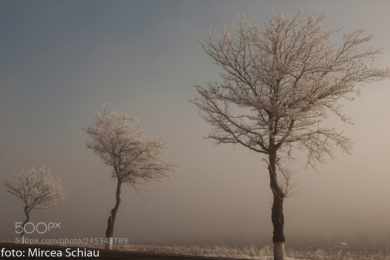 Nikon D90 sample photo. Three photography
