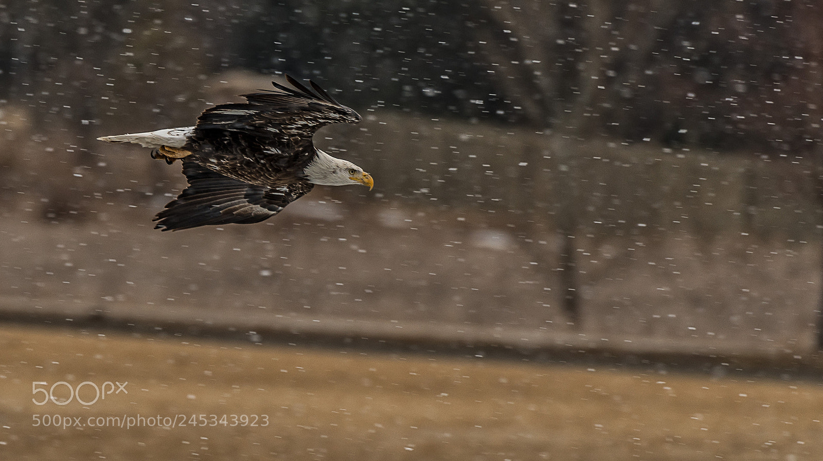 Nikon D500 sample photo. Snowy flight photography