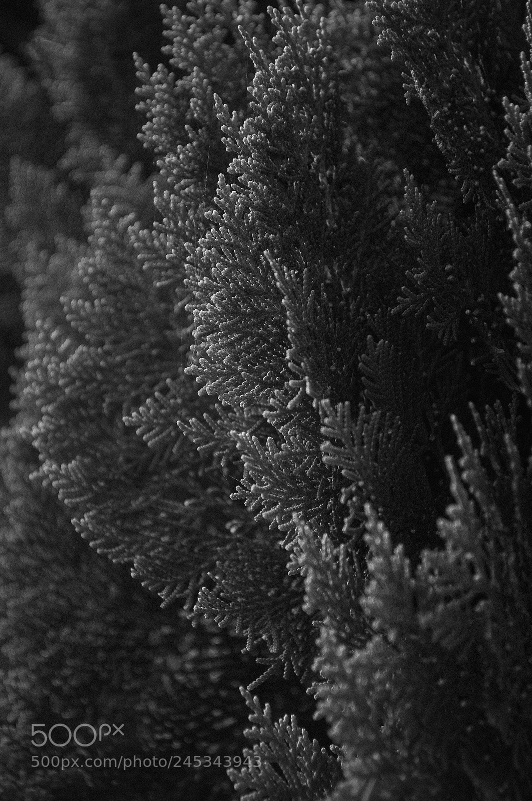 Nikon D70 sample photo. Pine tree photography