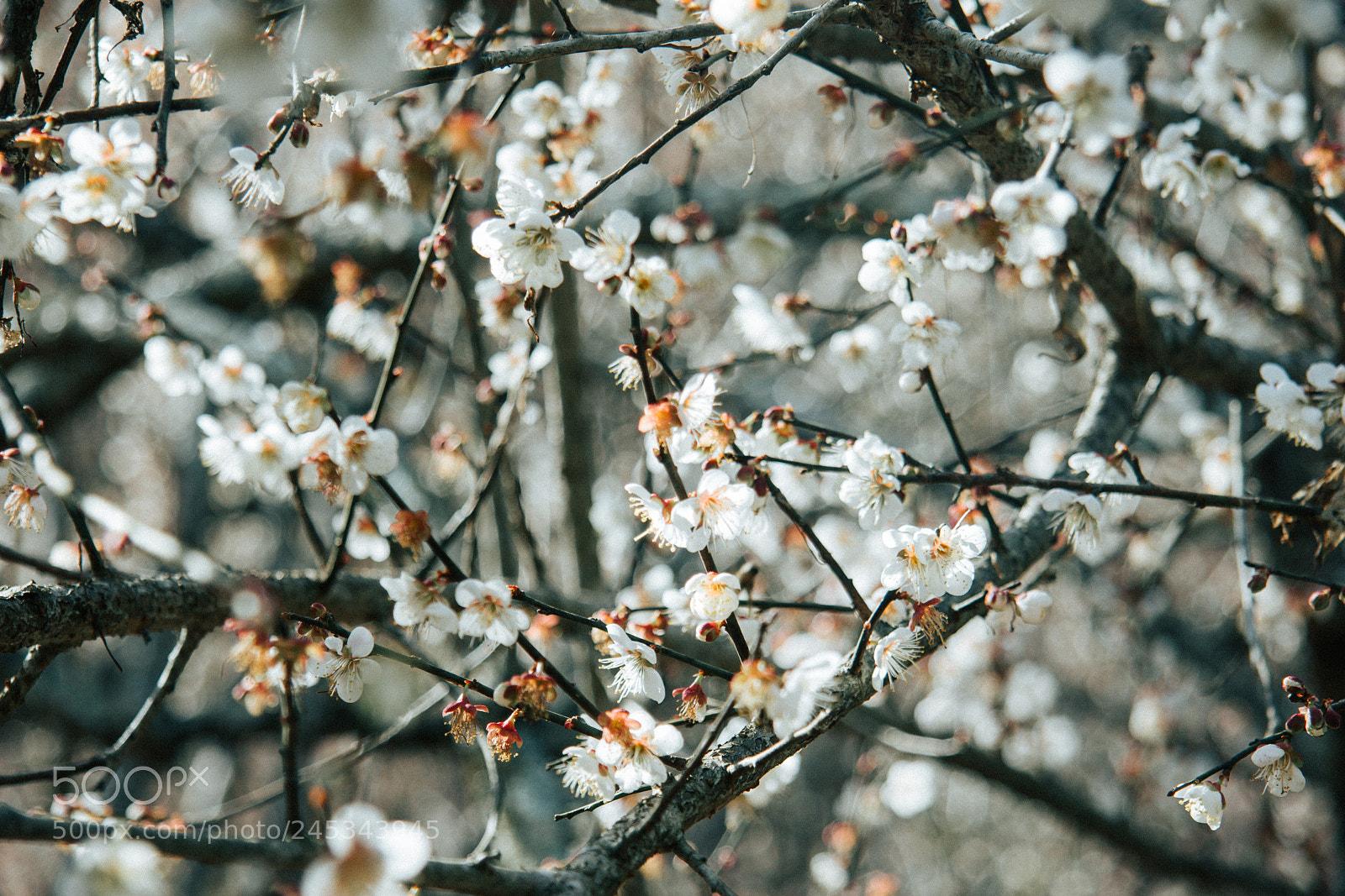 Canon EOS 60D sample photo. White photography