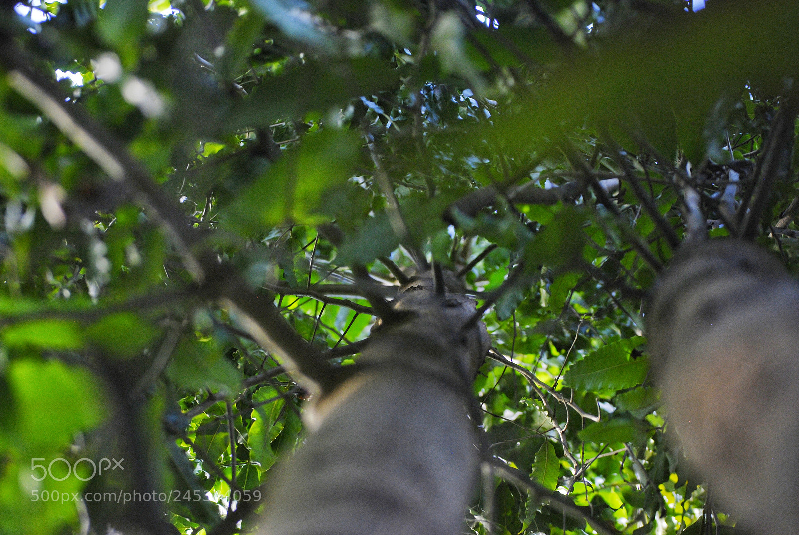 Nikon D40X sample photo. Branches, twigs, and leaves photography