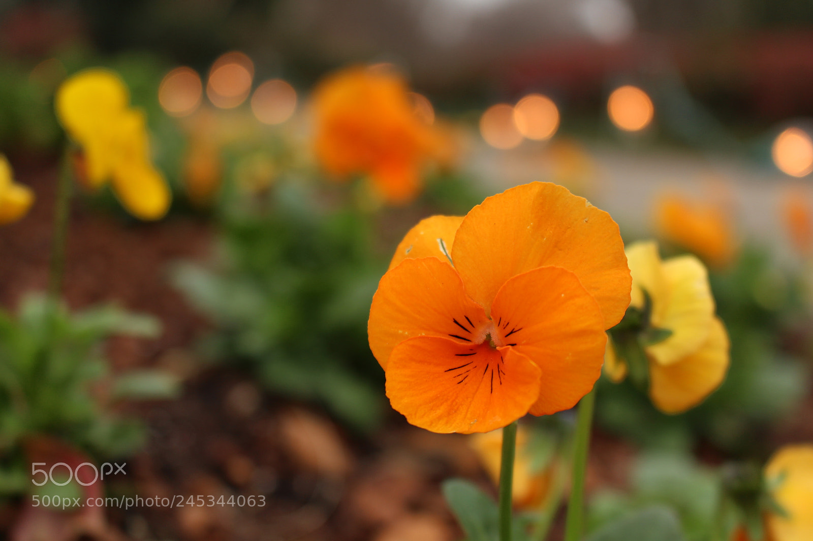 Canon EOS 700D (EOS Rebel T5i / EOS Kiss X7i) sample photo. Img photography