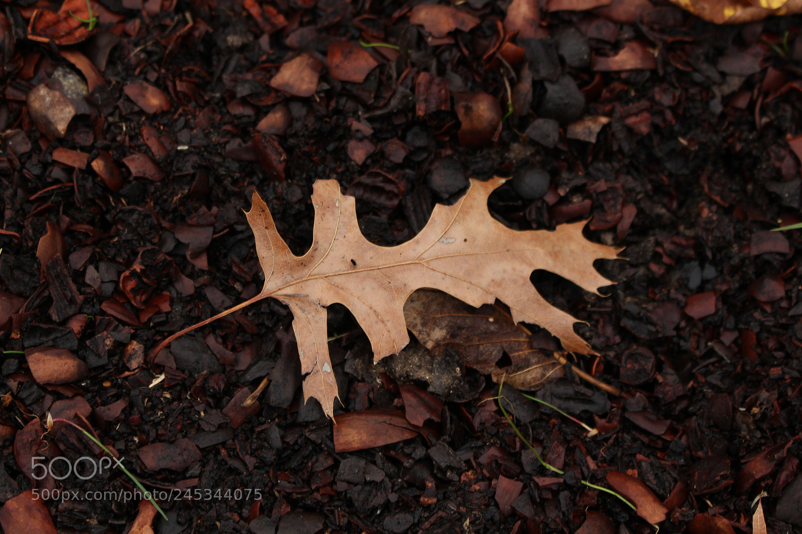 Canon EOS 700D (EOS Rebel T5i / EOS Kiss X7i) sample photo. Img photography